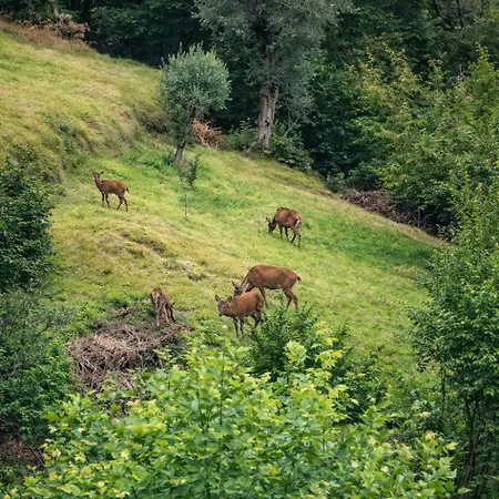 Chalet - Dreamy Retreat, Footpath Only *